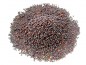 Preview: Senfkörner braun (brassica juncea)