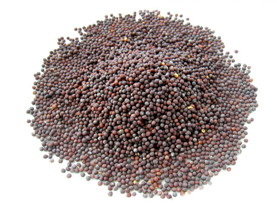 Senfkörner braun (brassica juncea)